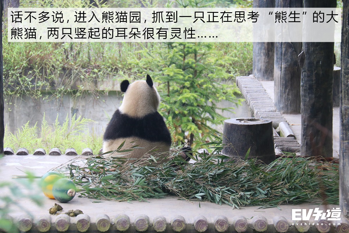 与国宝熊猫亲密接触 一次不寻常的成都之旅