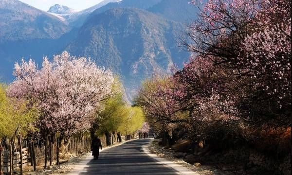 春季赏花攻略驾到,无限春光尽收眼底
