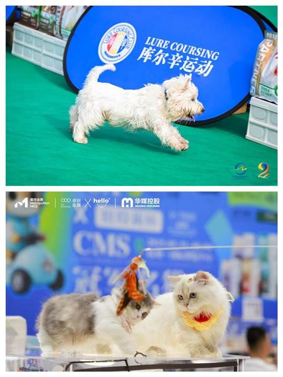  即将启幕！杭州湾大湾区车展邀您见证精彩！